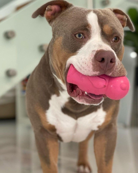 dog with bullymake toy