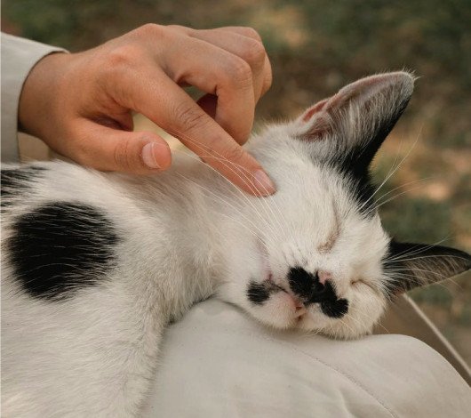 person petting white and black cat